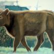 South Creek Ranch Cows #2, 2005