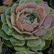 Succulent, 2006